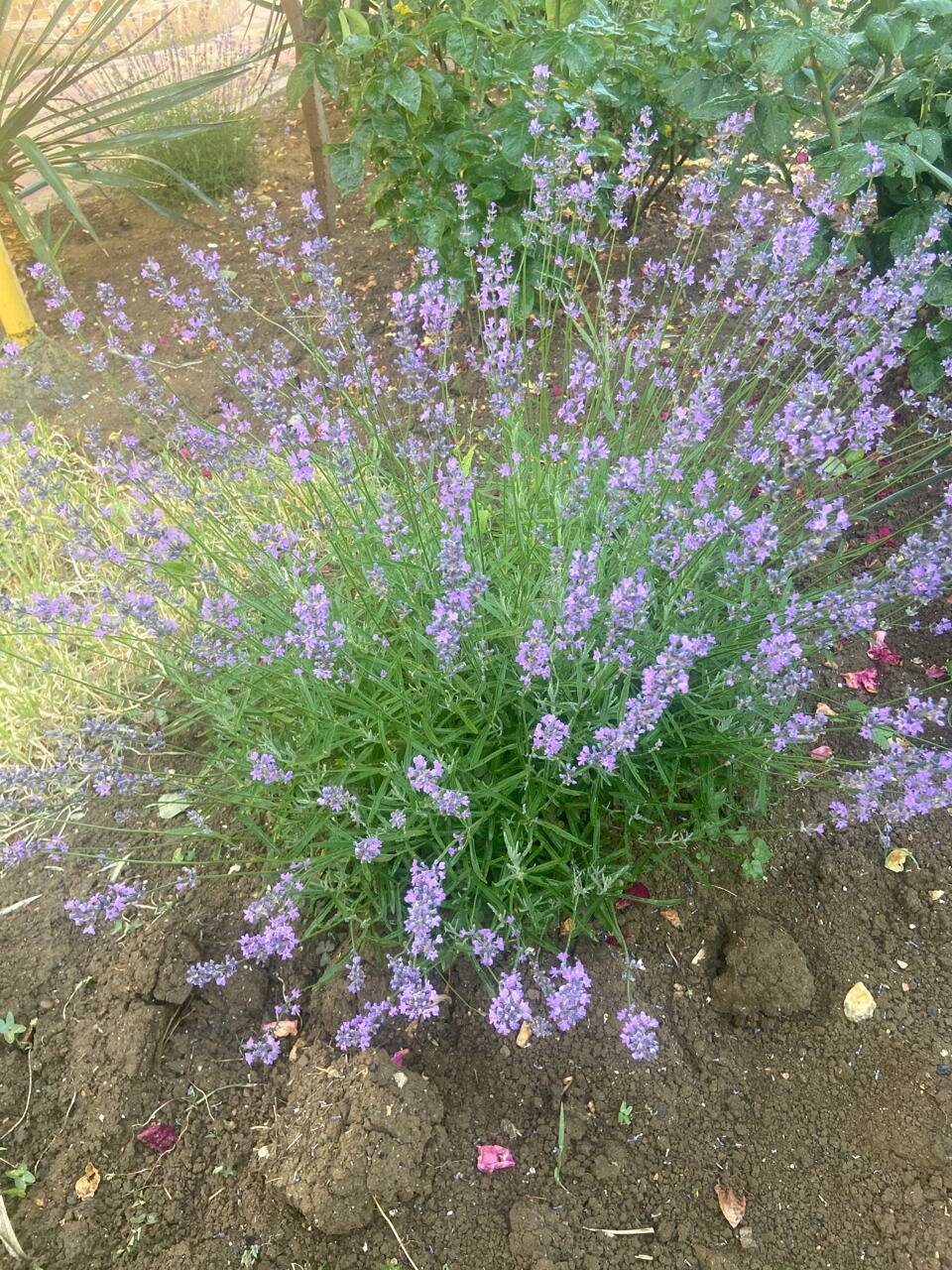 Гостиница Юлия Феодосия-22